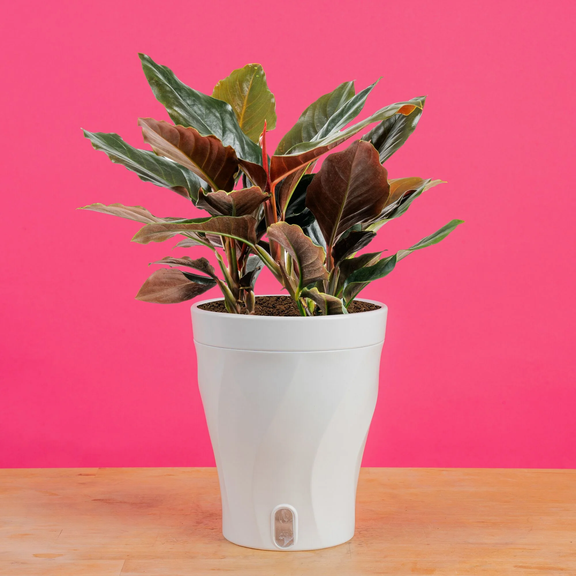 Trending Tropicals® Collection